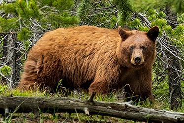 yellowstone member launch 20210305-sc1